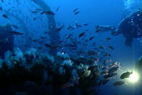 Vida submarina en Menorca